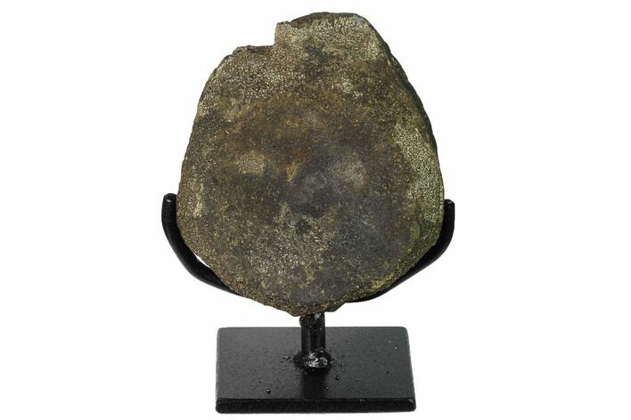 Fossil Hadrosaur Vertebra Centrum with Metal Stand - Montana #165918